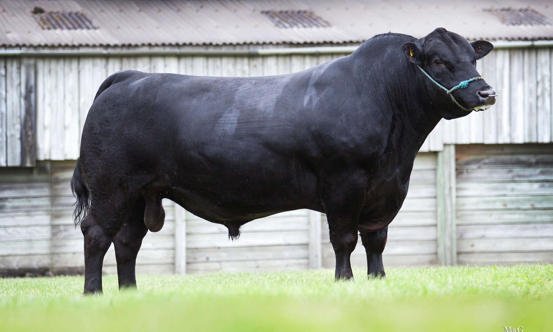 Angus cattle breeders - Gear Farm in Cornwall