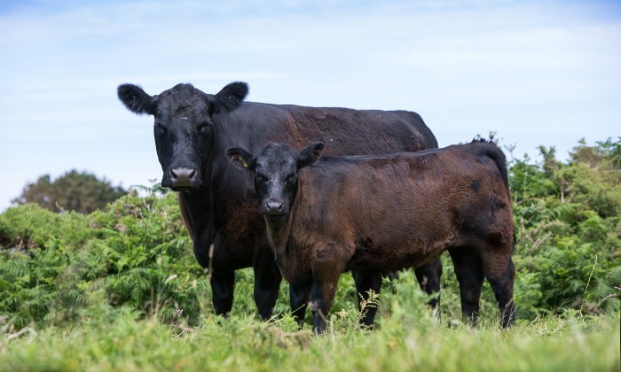 Angus breeding cows Gear Bridesmaid and Miss Bridesmaid