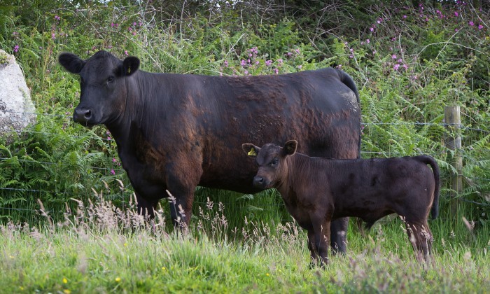 Aberdeen Angus breeding cows Gear Fly and Gear Flycatcher