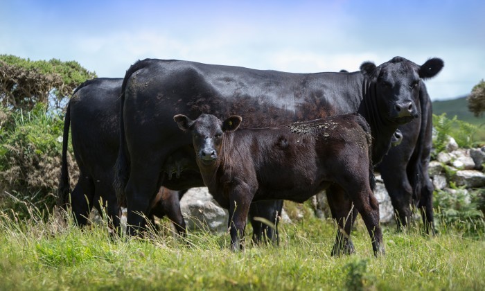 Breeding cows Gear Kloud M296 and Kloud P326