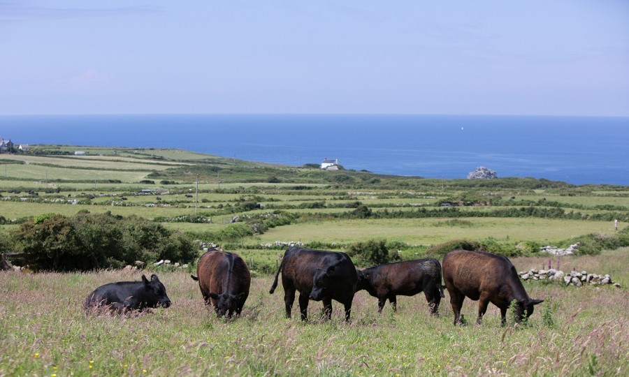 Farm of Aberdeen Angus breeders, the Pilchers