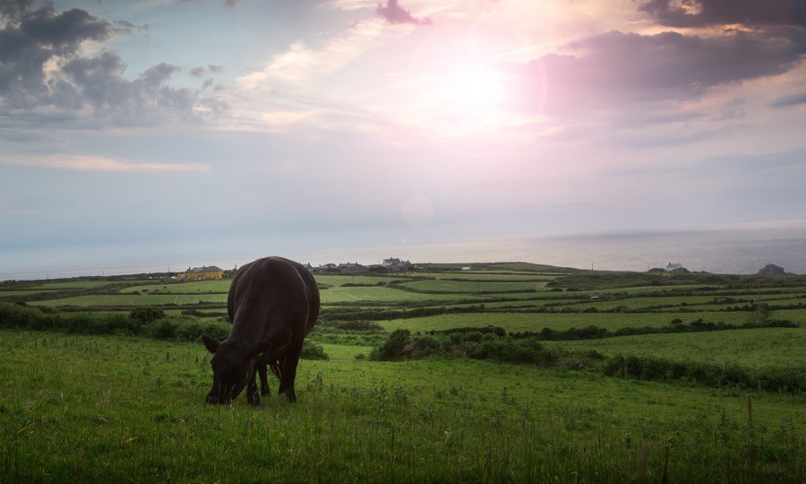 Cow grazing at Angus farm in Cornwall