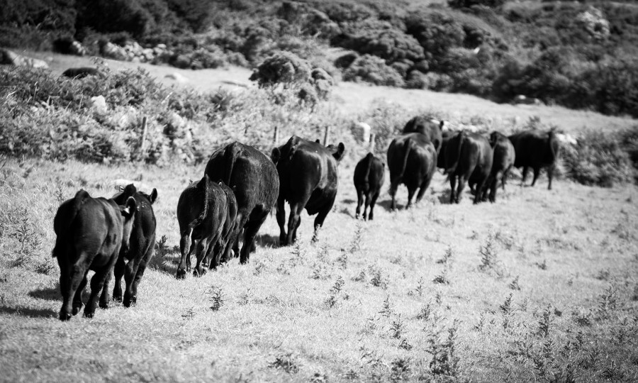 Pedigree Angus cattle at Angus breeders Gear Farm