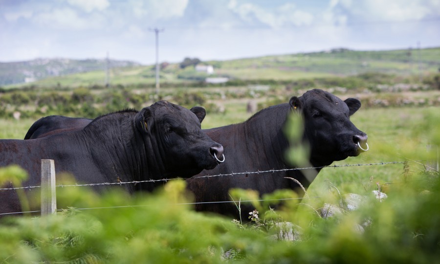 Angus bulls Gear Flayme and Gear Finn at Gear Farm