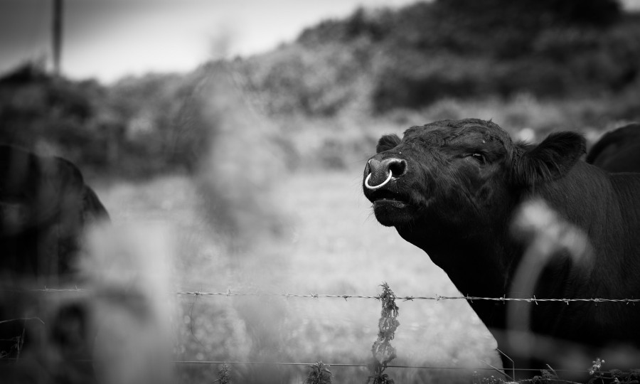 Angus bull Gear Flayme at Gear Farm, Cornwall