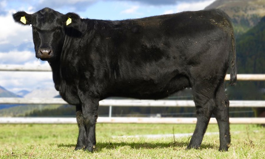 Gear Miss Bridie R343, an Aberdeen Angus cow reared and sold by Gear Farm in Cornwall