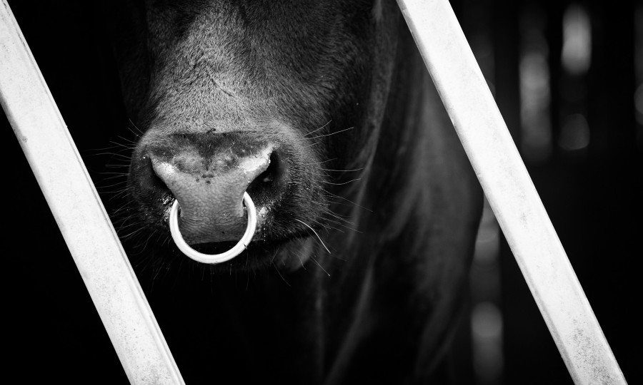 Pedigree black Angus bull at Gear Farm